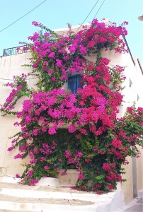 Greece - Flowers